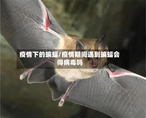 疫情下的蝙蝠/疫情期间遇到蝙蝠会得病毒吗