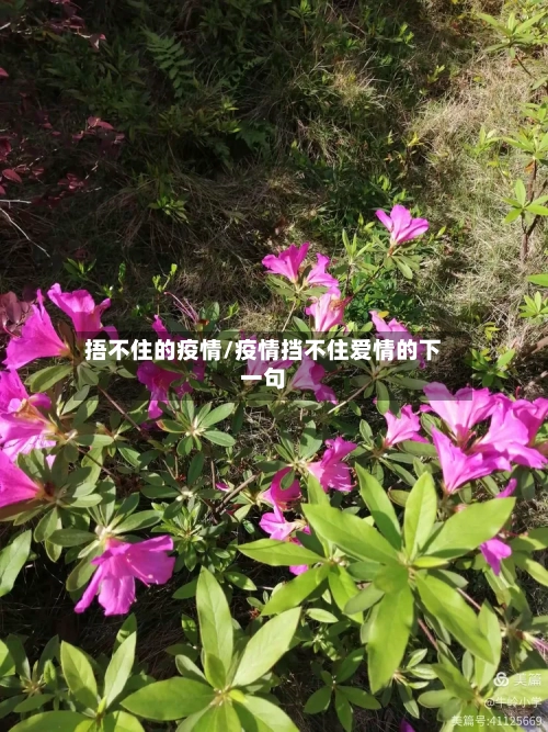 捂不住的疫情/疫情挡不住爱情的下一句